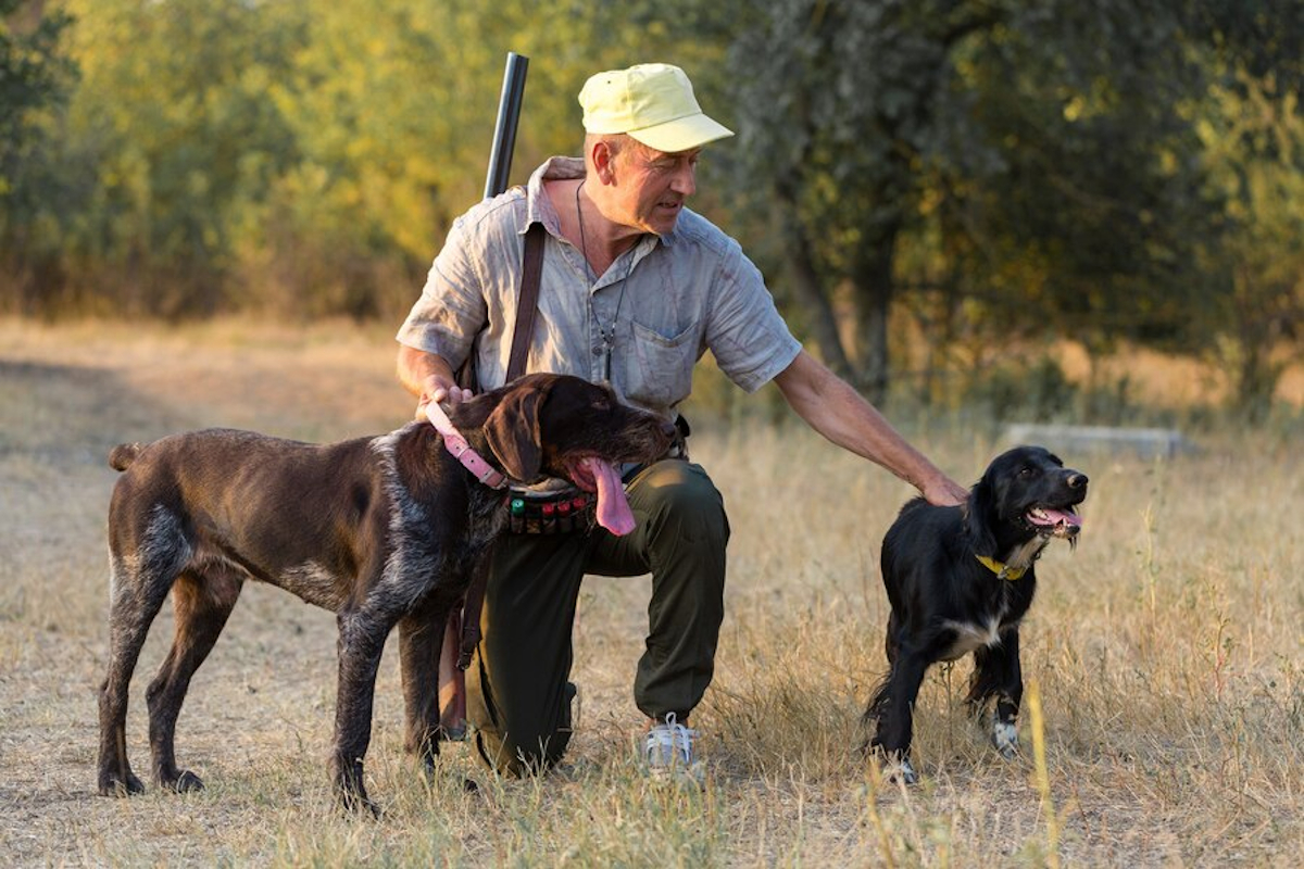 Les Meilleures Races De Chiens Pour La Chasse