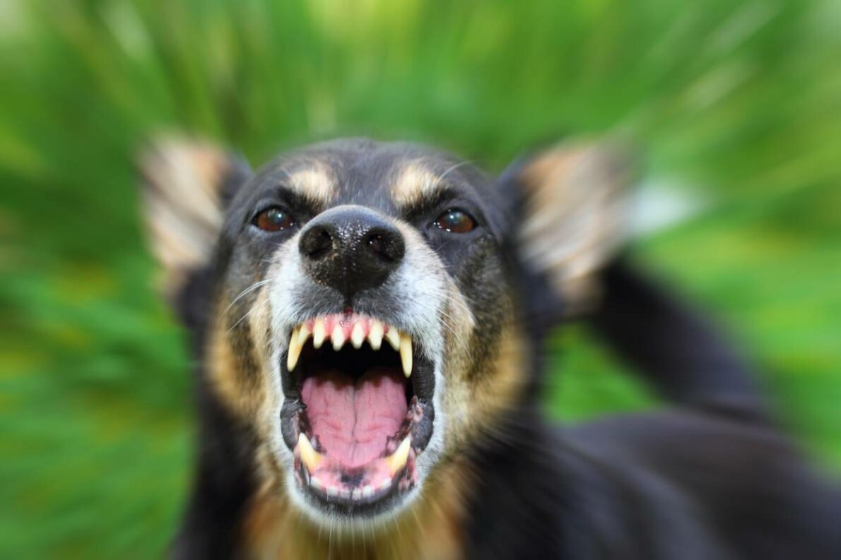 Comment expliquer et corriger l agressivité chez les chiens