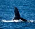 Les 7 secrets méconnus de la baleine bleue, le colosse des océans