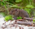 Campagnols terrestres et rats taupiers en France : biologistes et naturalistes