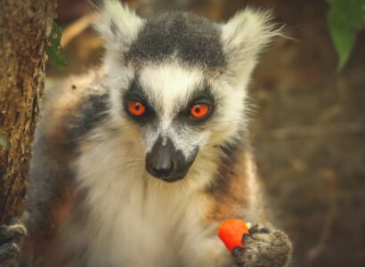 Lemur eating orange skin