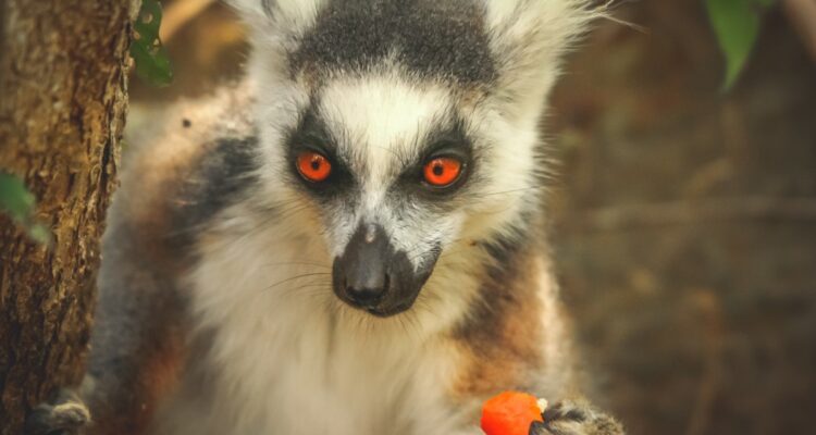 espèces animales les plus méconnues