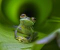 Grenouilles de verre : une transparence fascinante chez les amphibiens