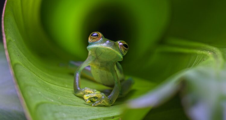 Grenouilles de verre