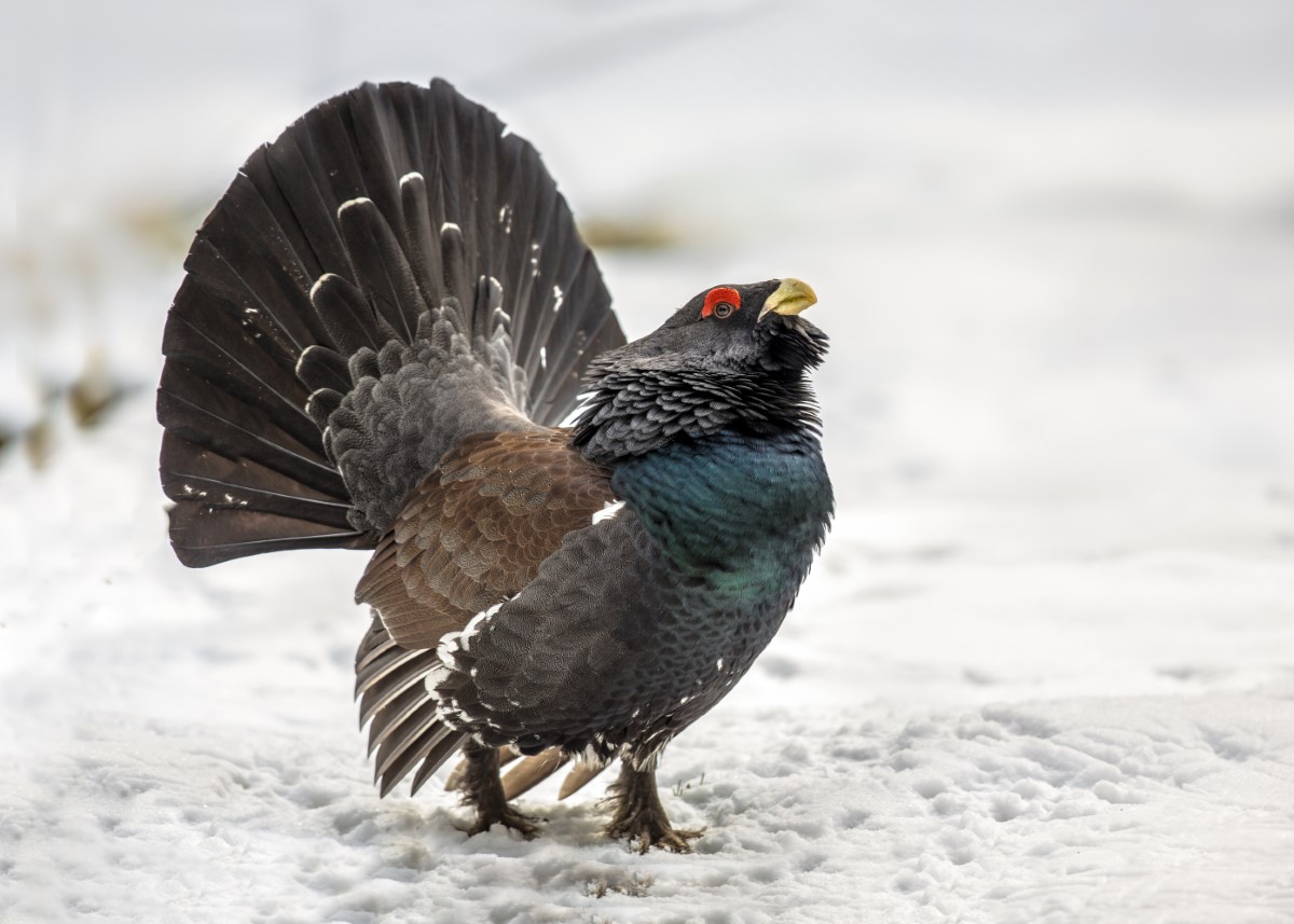 Western capercaillie wood grouse