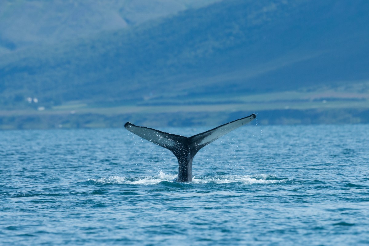 baleine bleue