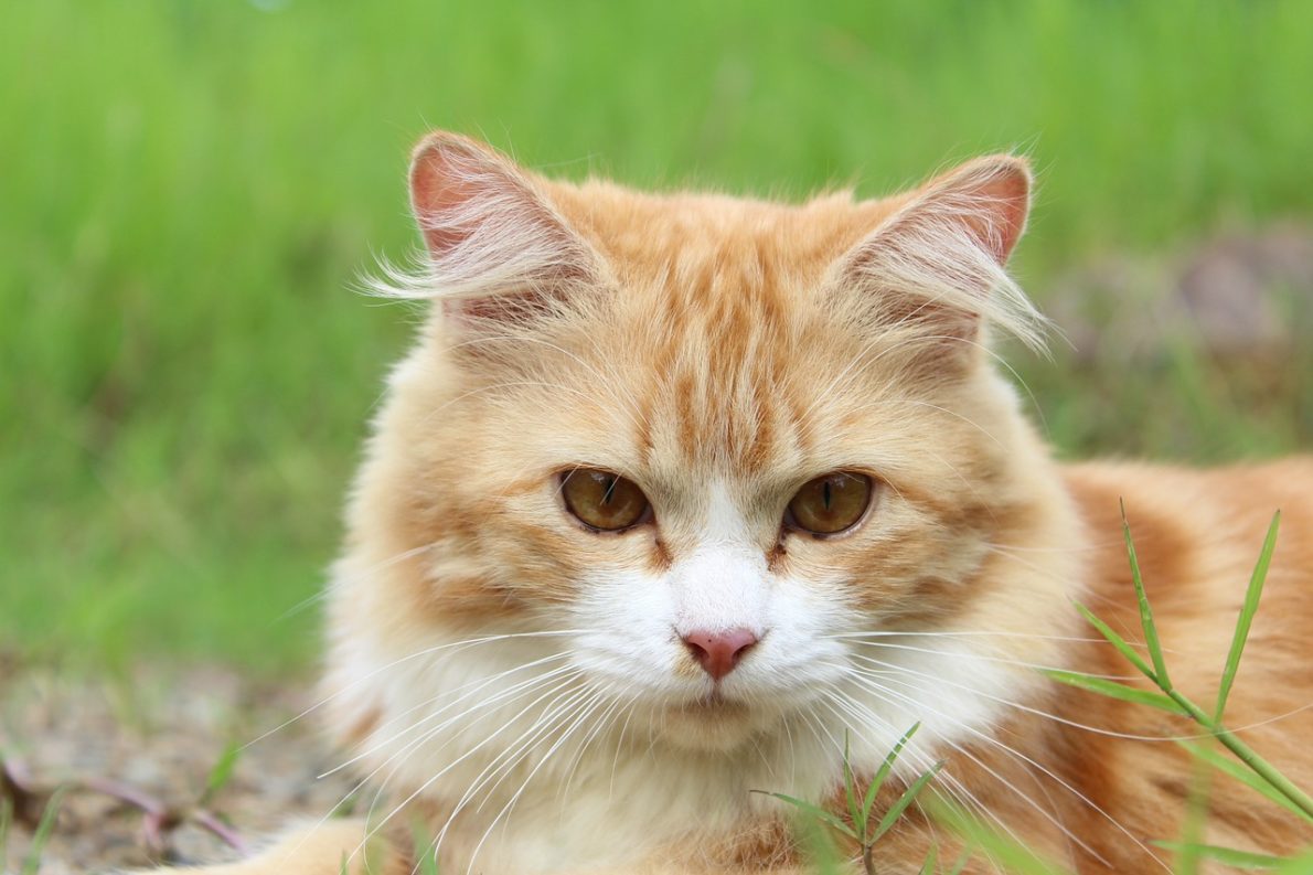 Comment Mettre Un Harnais Pour Chat