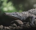 Découverte des crocodiles de l’Orénoque : un écosystème unique en péril
