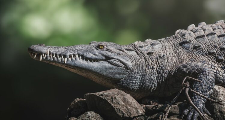 crocodiles de l'Orénoque