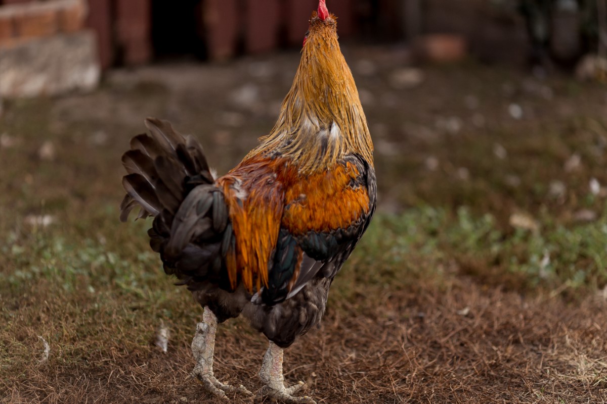 faire taire un coq