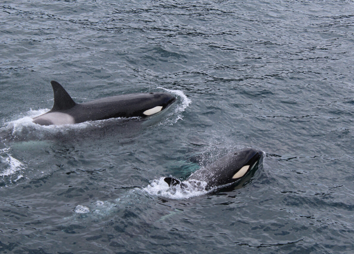 Qui Sont Les Meilleurs Lieux Pour Aller Observer Les Animaux D Islande