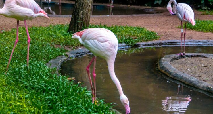 oiseaux les plus gros du monde