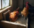 Comment optimiser la santé de vos poules à l’aide du vinaigre ?