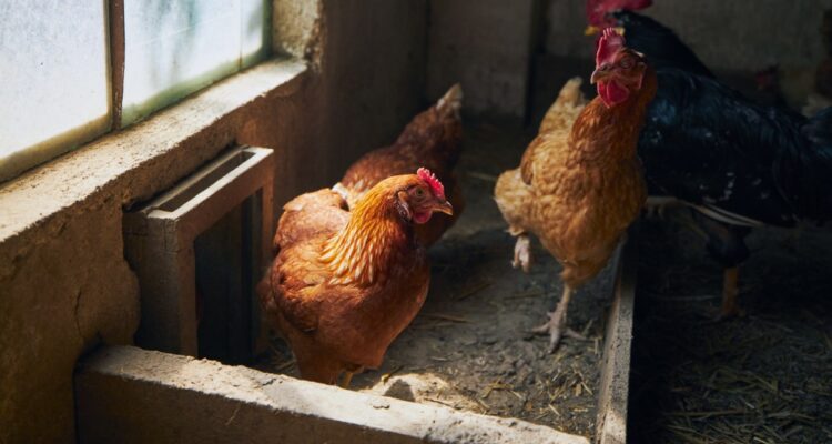 optimiser la santé de vos poules