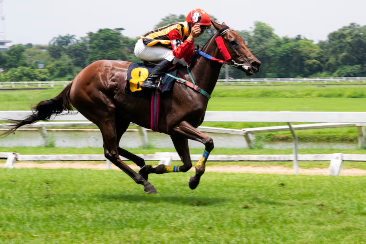 passionnés de trot