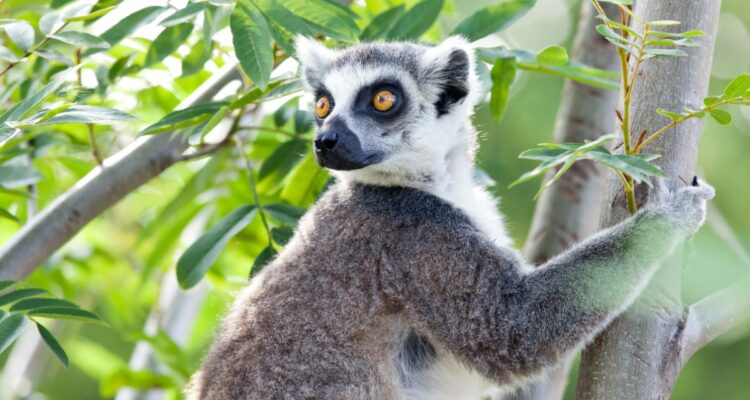 animaux qui font craquer les internautes