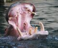 L’incroyable phénomène du lait rosé chez l’hippopotame : causes