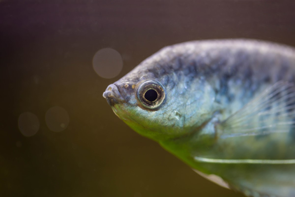 poisson méconnu des rivières françaises