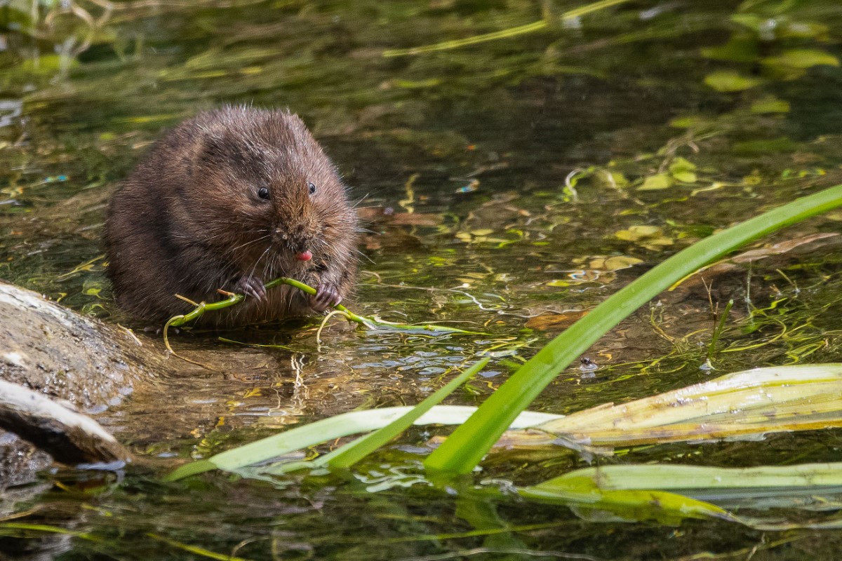 rats taupiers en France