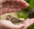 1ers soins aviaires : comment réagir face à un oiseau blessé dans votre jardin