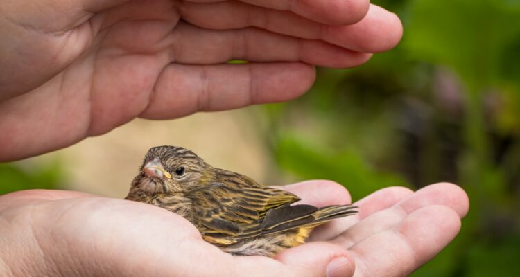 réagir face à un oiseau blessé