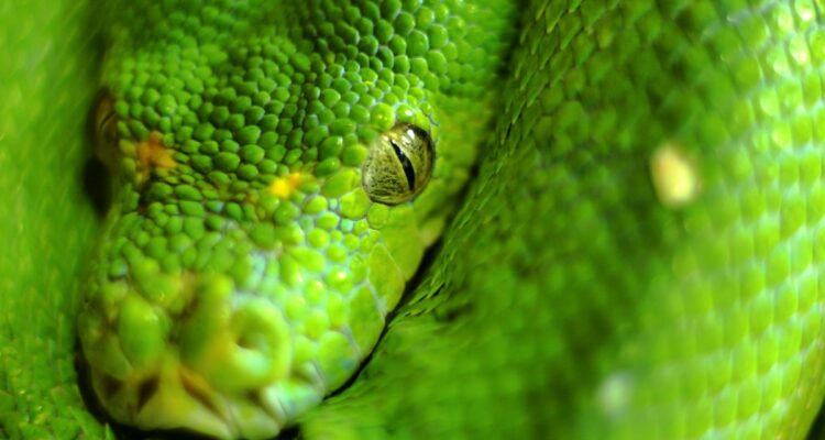 serpents venimeux les plus mortels en Amazonie