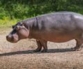 Le mystère du lait rose des hippopotames : une singularité lactée décryptée